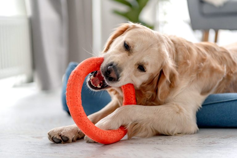 Best toys to keep your pets entertained