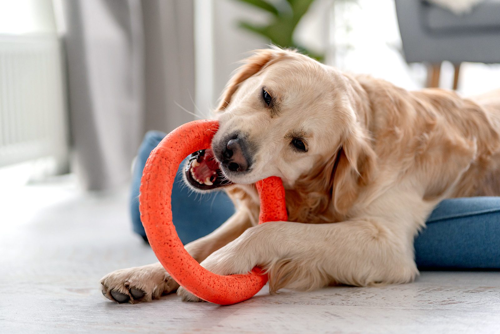 Best toys to keep your pets entertained